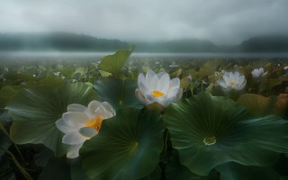 Water lilies foggy mountain dreamlike - dreamlike free wallpaper for desktop
