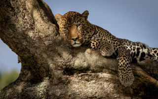 Leopard resting tree branch sun - the branch of a tree free wallpaper