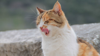 Cat yawning outdoor sun blurry - tongue free wallpaper
