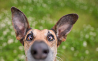 Dog nose up blurry background - a big nose free wallpaper