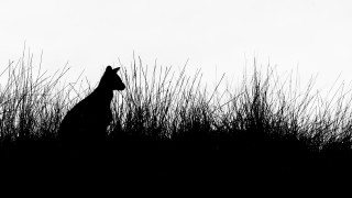 Giraffe tallgrass silhouette monochrome sky - tall grass free wallpaper for desktop