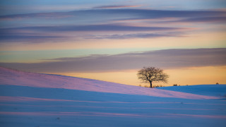 Lone tree snowy field sunset 6 - a lone tree free wallpaper