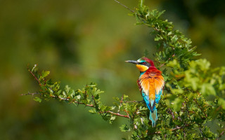 Colorful bird tree branch leaves - vibrant colour free wallpaper