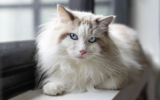 White cat blue eyes serious 11 - a window sill free wallpaper