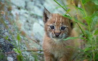 Kitten green field rock wall - a rock wall free wallpaper
