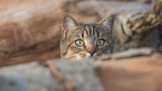 Cat green eye rock wall - a rock wall free wallpaper
