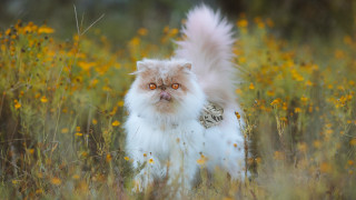 Fluffy cat autumn flower field - collar free wallpaper