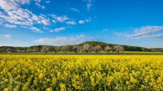 Yellow flower field blue sky 4 - under a blue sky free wallpaper