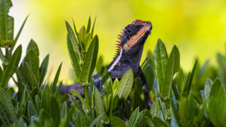 Lizard bush leaves closed eyes - a bush free wallpaper for desktop