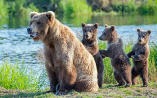 Bears river grass shoreline wildlife - free animals wallpaper for desktop