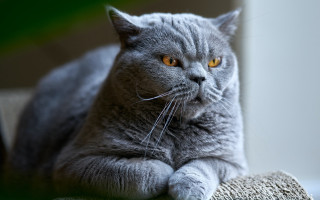 Gray cat couch serious eyes - a gray cat free wallpaper