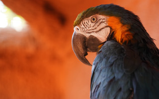 Colorful parrot fire embers sunset - a colorful parrot free wallpaper