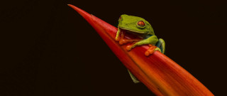 Green frog red flower macro - a green frog free wallpaper