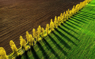 Trees shadow field fence flower - a row of trees free wallpaper