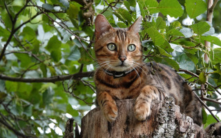 Cat tree stump leaves collar - a collar free wallpaper