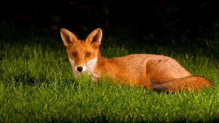 Red fox sad eyes nature - a red fox free wallpaper