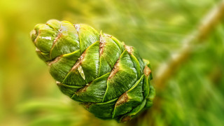 Green leaf brown tip macro - thin free wallpaper for desktop