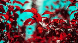 Red tree blue sky macro - a red tree free wallpaper