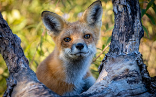 Fox sitting in tree sad - a fox free wallpaper