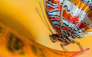 Colorful butterfly yellow flower cloisonnism - a colorful butterfly free wallpaper