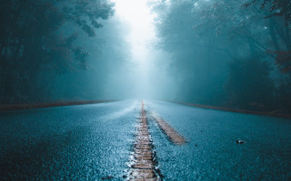 Road trees foggy forest night - a foggy forest free wallpaper