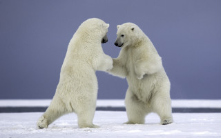 Polar bears playing snow wildlife 2 - two polar bear free wallpaper