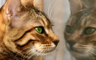 Cat green eyes reflection hologram - another cat free wallpaper