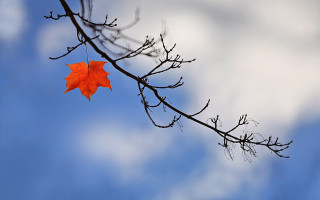 Autumn leaf bare tree blue - a single leaf free wallpaper
