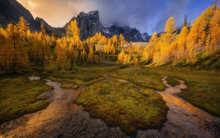 Lush forest stream mountain sunset - a lush green forest under a cloudy sky free wallpaper