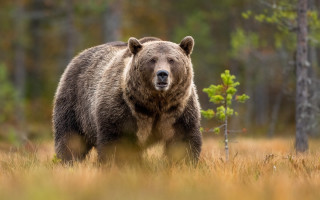 Brown bear forest plant motion - a large brown bear free wallpaper