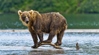 Brown bear branch lake trees - the background and a body of water free wallpaper