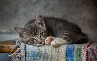 Kitten colorful blanket chair wooden - a chair next free wallpaper