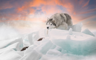 Wolf jumping ice sunset mountain - a wolf free wallpaper for desktop