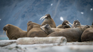 Walins beach group bird mountain - the beach together free wallpaper