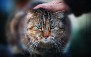Cat petted green eyes blurry - a persons hand free wallpaper