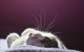 Cat back blanket looking up - dof free wallpaper