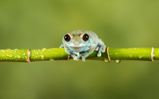 Small frog water drops macro - free nature wallpaper