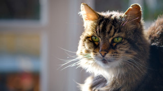 Cat green eyes anamorphic flare - a window behind free wallpaper