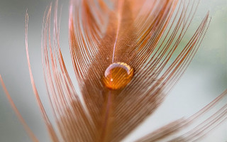 Water drop feather macro art - a drop of water free wallpaper