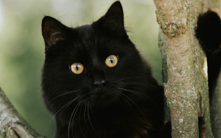 Black cat yellow eyes sitting 5 - a black cat free wallpaper
