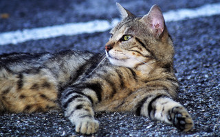 Cat laying upward outdoors realistic - something free wallpaper for desktop