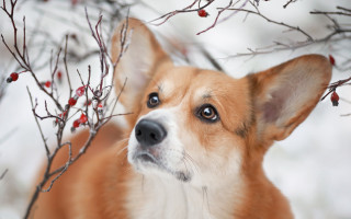 Dog berry tree autumn blurry - berry free wallpaper