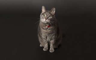 Cat collar greeneyes studio portrait - collar free wallpaper