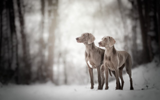 Dogs snow trees elk vogelsang - one dog free wallpaper