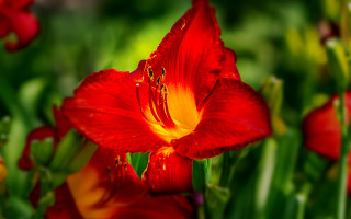 Red flower yellow stamen macro - green grass free wallpaper