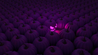 Purple pumpkins purple light field - a large group free wallpaper