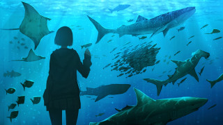 Woman sharks fish ocean underwater - fish free wallpaper for desktop