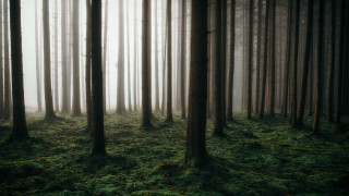 Forest trees green grass foggy - free forest wallpaper