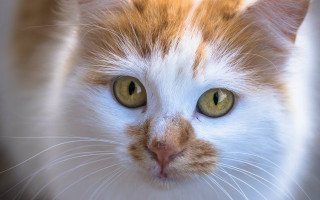 Cat green eyes white face - a white face free wallpaper