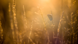 Butterfly tallgrass sunset cityscape mountain - soft light free wallpaper